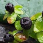 Hypericum androsaemum Fruit