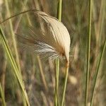 Lygeum spartum Floare