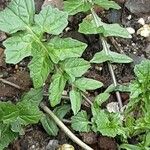 Sisymbrium officinale Leaf