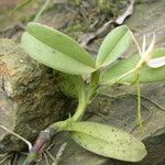 Angraecum sanfordii Diğer