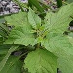 Physalis angulata Leaf