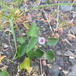 Ipomoea eriocarpa Žiedas