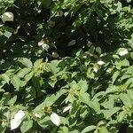 Mussaenda frondosa Blomma