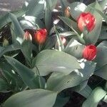 Tulipa undulatifolia Квітка