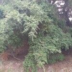 Podocarpus totara Συνήθη χαρακτηριστικά