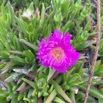 Carpobrotus acinaciformisΛουλούδι