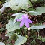 Campanula tracheliumBlomst