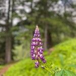 Lupinus × regalis Fiore