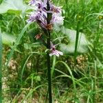 Dactylorhiza fuchsiiFlower