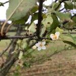 Prunus spinosaFlower