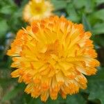 Calendula officinalisKvět