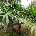 Philodendron bipinnatifidum Habitat