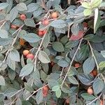 Cotoneaster franchetii অভ্যাস