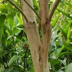 Handroanthus heptaphyllus 樹皮
