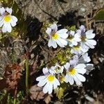 Euphrasia alpina Fiore