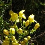 Keckiella antirrhinoides Агульны выгляд