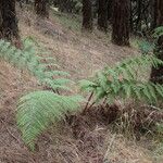 Dryopteris oligodonta Vivejo