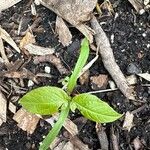Vigna radiata Levél