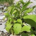 Stevia rebaudiana Blatt