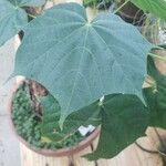 Gyrocarpus americanus Leaf