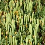 Lycopodium × oellgaardii Habit