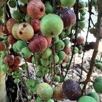 Ficus sur Fruit