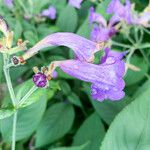 Strobilanthes attenuata Flower