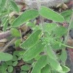 Oxytropis pilosa Blatt