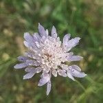 Knautia integrifolia Other