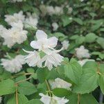 Philadelphus coronarius Flower