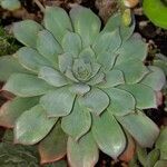 Echeveria pulidonisLeaf