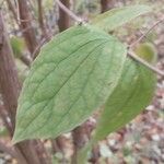 Philadelphus pubescens 叶