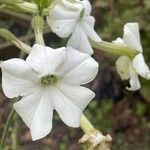 Nicotiana alataЦветок