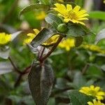 Sanvitalia procumbens Likasa