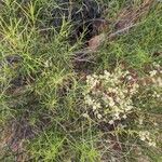 Baccharis sarothroides Hábito