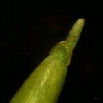 Vulpia unilateralis 葉