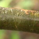 Capirona macrophylla Bark