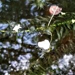 Elodea densa 葉