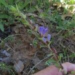 Scutellaria drummondii Yeri