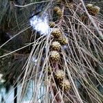 Pinus pinaster Frugt