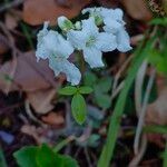Cardamine trifolia Virág