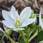 Ornithogalum balansae Flower