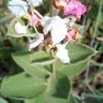 Banisteriopsis muricata Otro