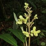 Conchocarpus nicaraguensis