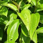 Miconia affinis Leaf