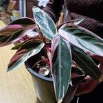 Stromanthe thalia Leaf