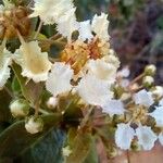 Banisteriopsis schizoptera Flower