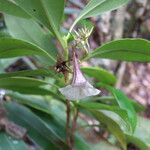 Thiollierea parviflora Hábito