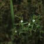 Polypremum procumbens Celota