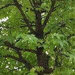 Liquidambar styraciflua Buveinė